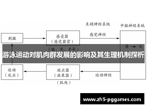 游泳运动对肌肉群发展的影响及其生理机制探析